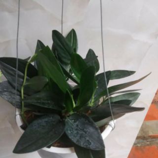 Cây Trầu bà Thiên Thanh