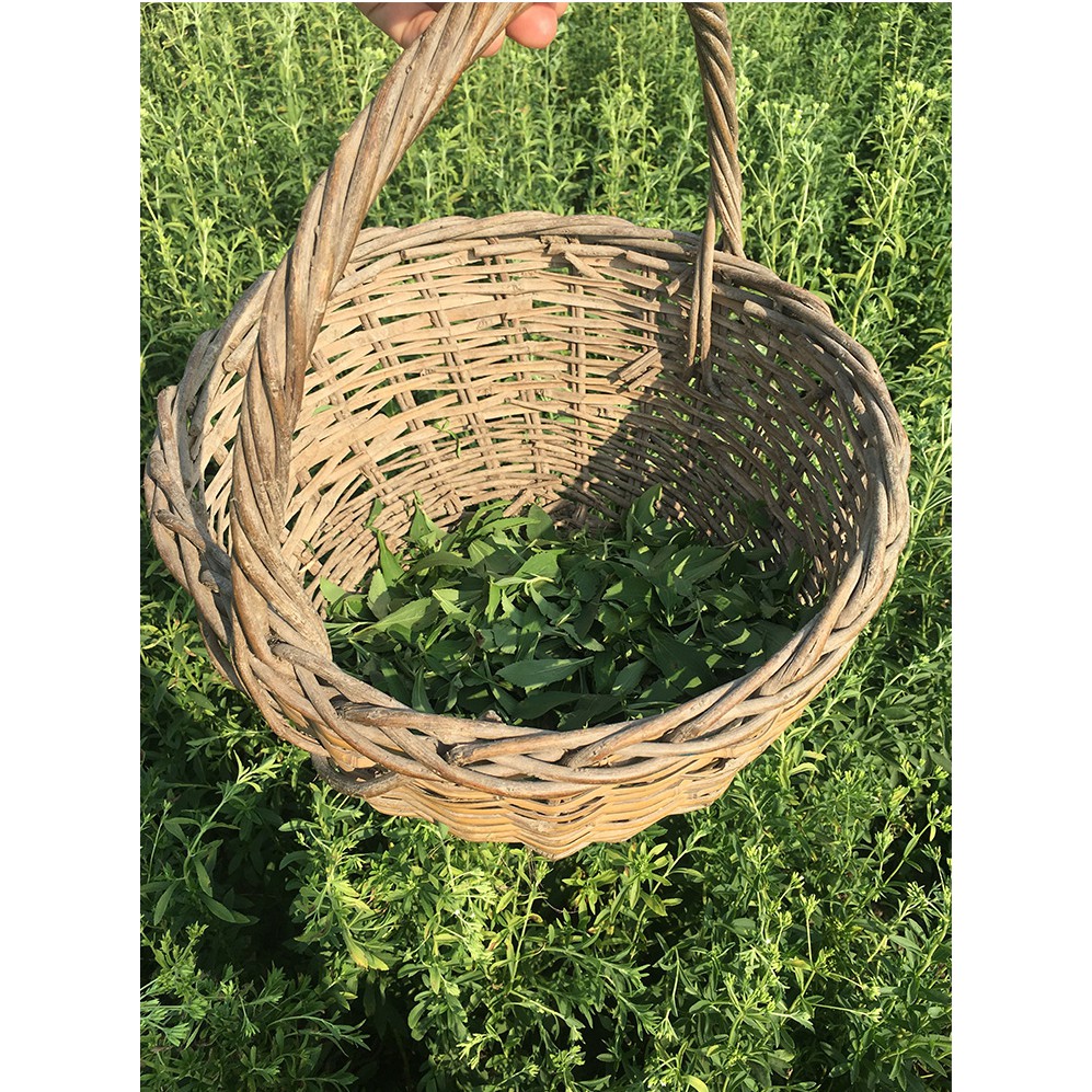 Cỏ Ngọt Tây Bắc Sấy Khô Dòng Hàng Cao Cấp, Cung Cấp Đường Tự Nhiên 100GR