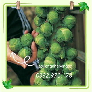 Hạt Giống Bắp Cải Mini