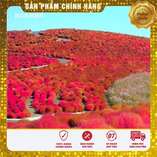 Hạt Giống Cỏ Đổi Màu Nhật Bản(50 hạt)