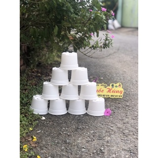 Chậu nhựa trắng (10.5x0.8cm) trồng xương rồng- sen đá - cây mini