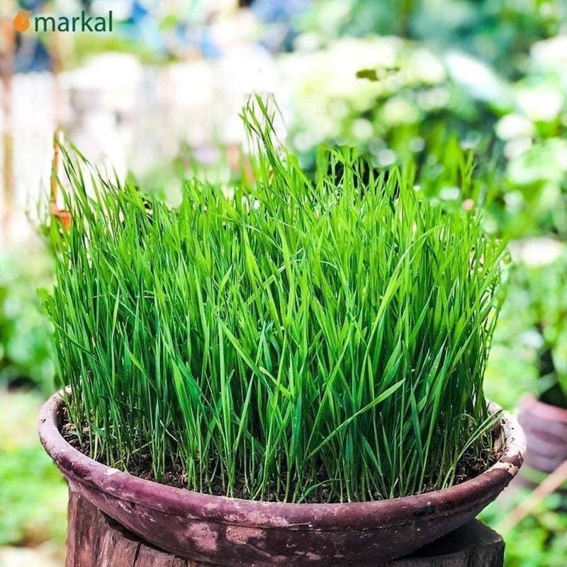 Hạt giống cỏ lúa mì hữu cơ Markal 1kg