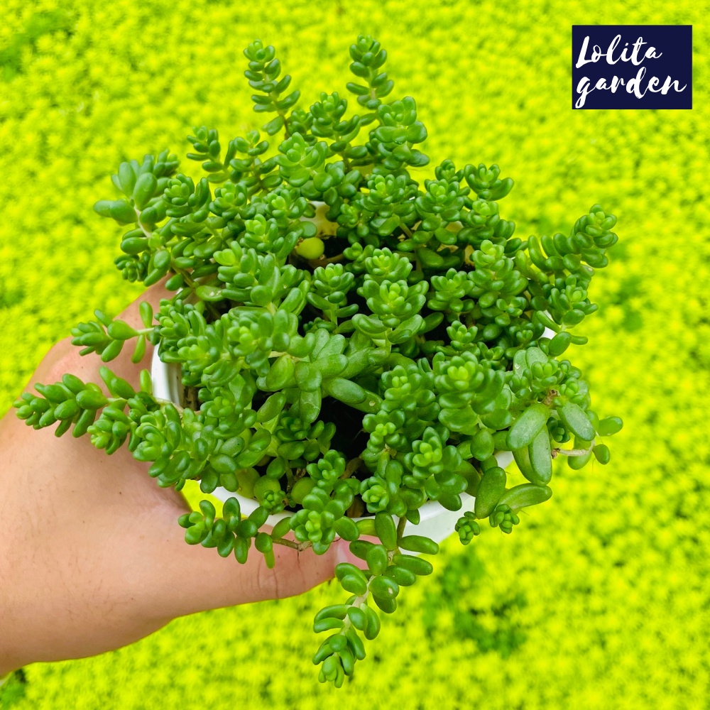 Sen đá sedum kẹo Đà Lạt size trung bình cây cảnh trang trí nhà cửa Lolita garden