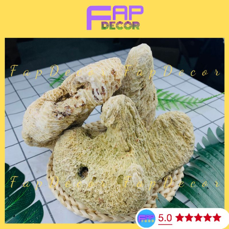 Đá Làm Hòn Non Bộ, Đá Ông Thủy Sinh, Đá Vôi Cứng Họa Tiết Lỗ Làm Hòn Non Bộ, Thủy Sinh Decor Nhà Cửa - FapFood