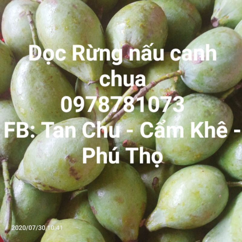 Quả dọc Phú Thọ