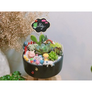 Chậu sen đá mix tiểu cảnh 200-299k.