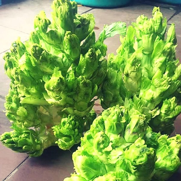 Hạt_Giống_Cải_Mầm_Đá 100 hạt ( tặng kèm kích mầm và phân bón)