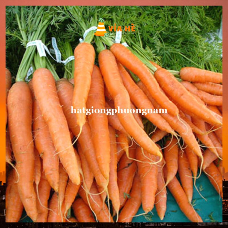 Hạt giống cà rốt chất lượng F1 dể trồng