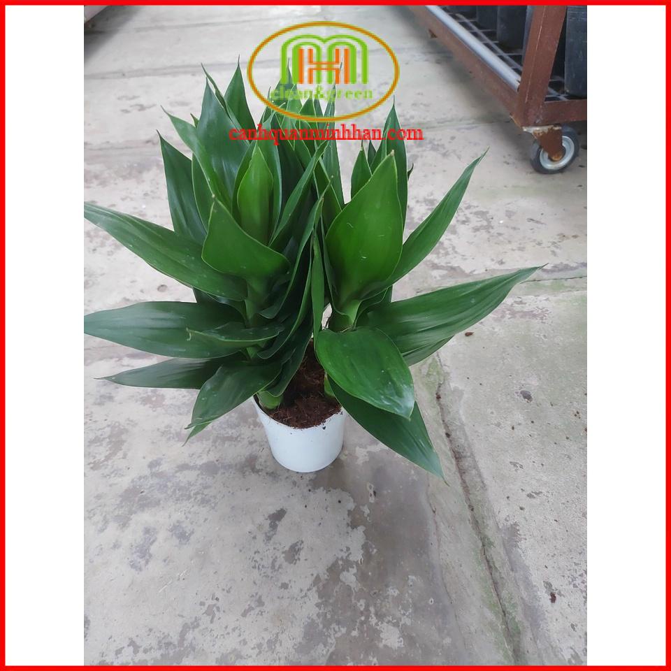 Cây phát tài phát lộc búp sen thủy sinh trồng nước chưng bàn làm việc, bàn thờ ông địa thần tài cực bền Minh Hân Garden