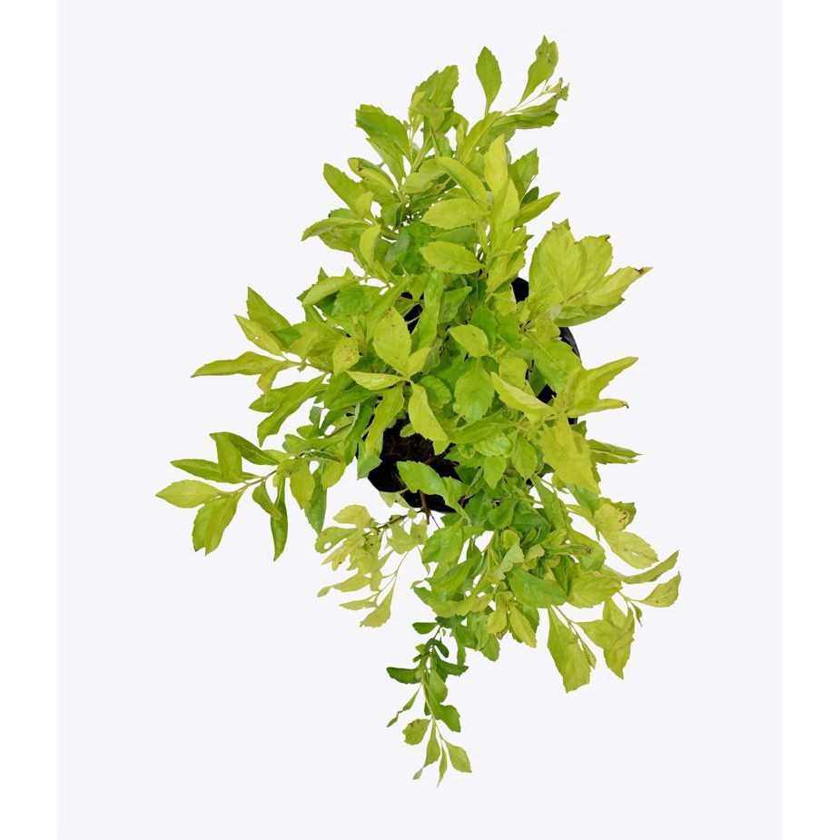 Cây hoa chuỗi ngọc xanh - Cây có bầu đất khỏe