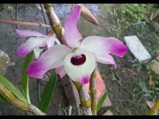 PHONG LAN ĐÙI GÀ (giò)