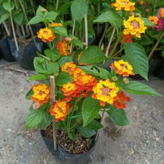 Cây Trâm Ổi  đứng (Hoa ngũ sắc)