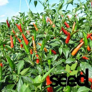 [GIỐNG SAI TRÁI] Hạt Giống Ớt Hiểm Lai Trái Chùm