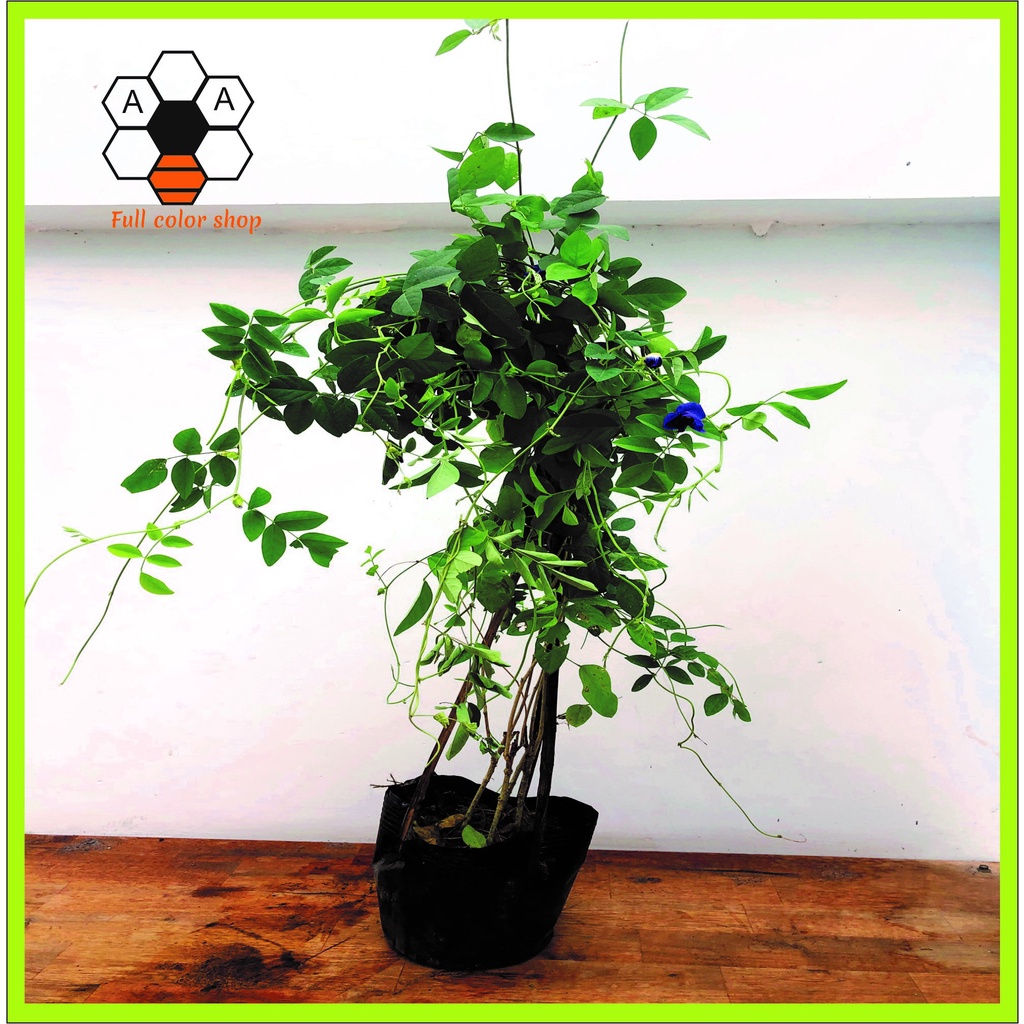 CÂY ĐẬU BIẾC CÓ HOA