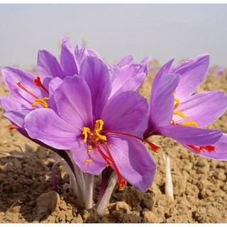 củ hoa nghệ tây lấy nhụy mày tím củ to như hình h7