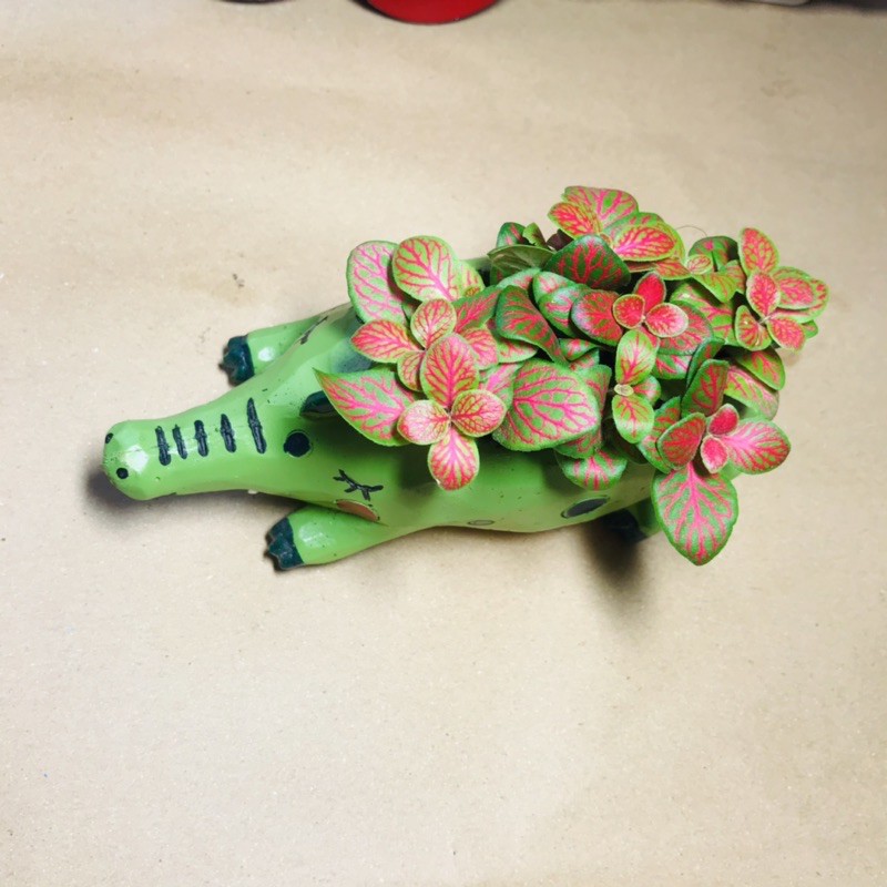 Chậu Mini Hình Cá Sấu