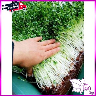 Xơ Dừa Nghiền ⚜️FREESHIP⚜️ Trồng Lan - Trồng Rau Sạch - Cây Cảnh Túi 300G [ Giá Rẻ ]