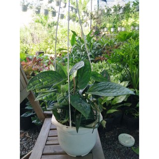 Trầu bà hạnh phúc (Monstera Karstenianum)