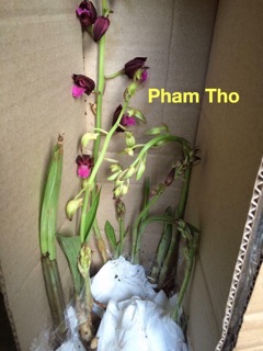 Hoa Lan Tết - địa lan rừng hoa nở hơn 1 tháng