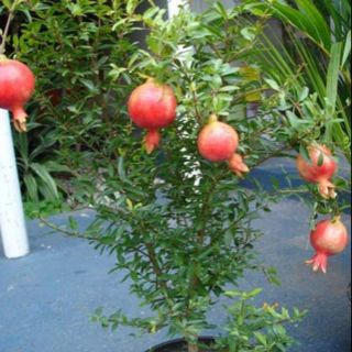 Cây lựu đỏ, giống lùn, siêu trái