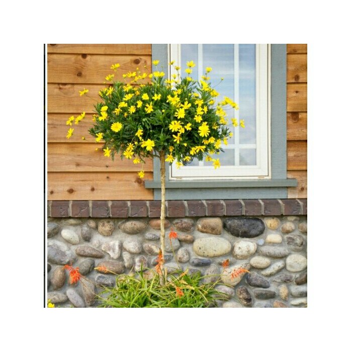 Gói 50 hạt giống hoa cúc thân gỗ lâu năm