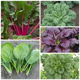 Combo 5 gói hạt giống rau cải đủ loại dễ trồng – DCLV