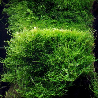 Rêu Java - Taxiphyllum barbieri