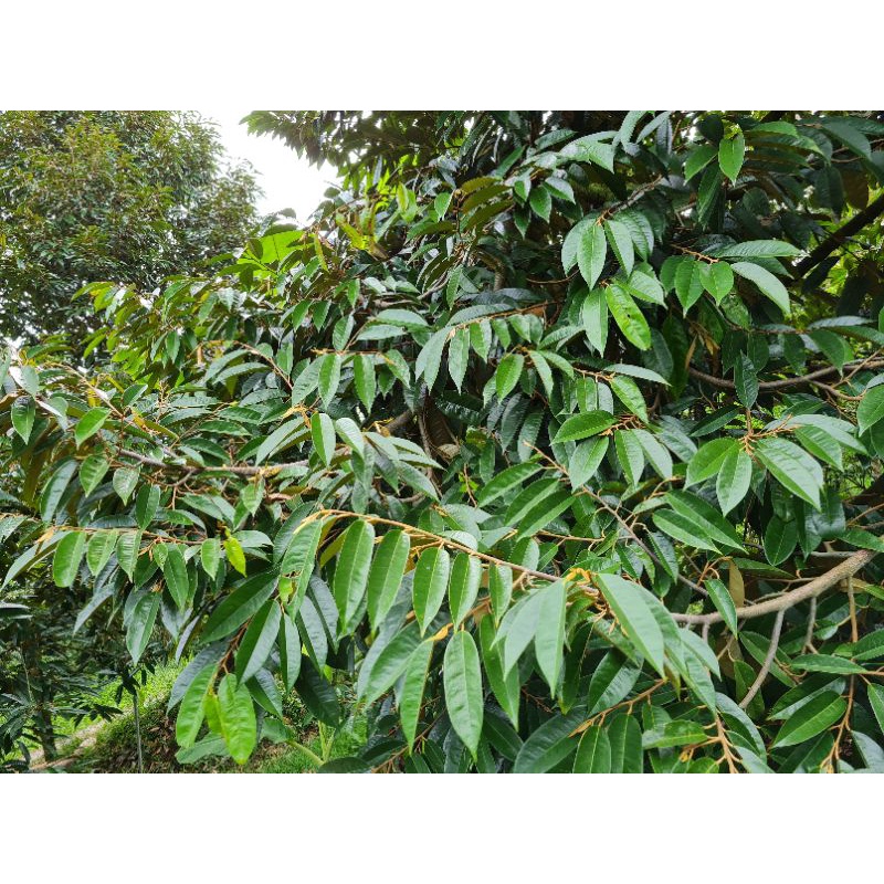 Phân Bón Sinh Học