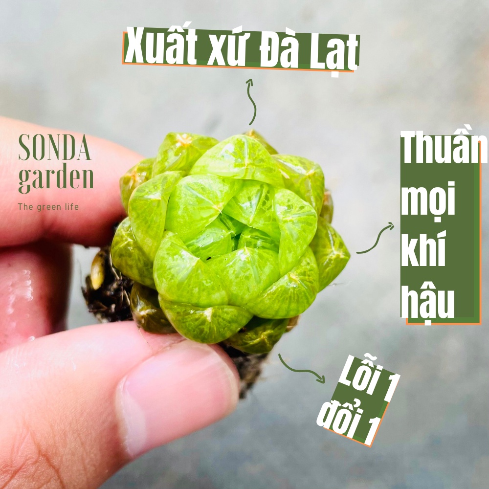 Sen đá ngọc lá bé SONDA GARDEN size mini 2.5-4cm, xuất xứ Đà Lạt, khoẻ đẹp, lỗi 1 đổi 1