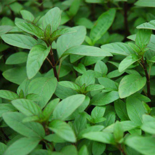 HẠT GIỐNG HÚNG QUẾ CAO SẢN (NN.89) - 10G