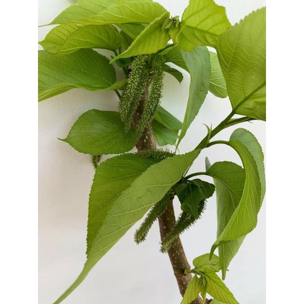 Dâu tằm Đài Loan  trái dài