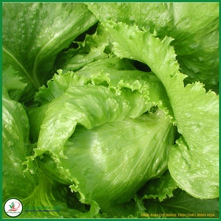 Hạt giống Xà lách Pháp - NATO TN 254 - 1g