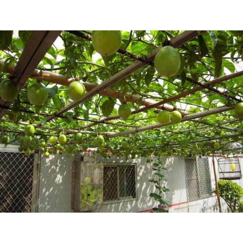 Cây giống Chanh leo tím Đài Loan