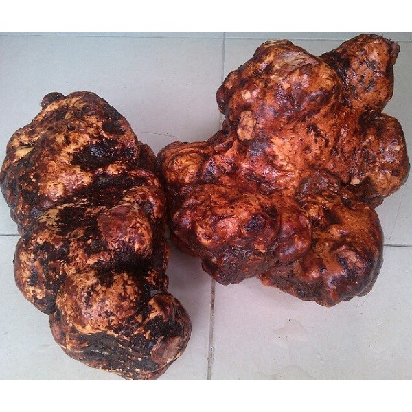 Hà Thủ Ô Đỏ Tuơi rừng 1kg loại chuẩn
