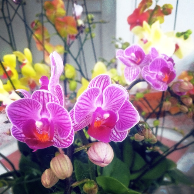 Xuân Diệu Orchids, Cửa hàng trực tuyến | WebRaoVat - webraovat.net.vn