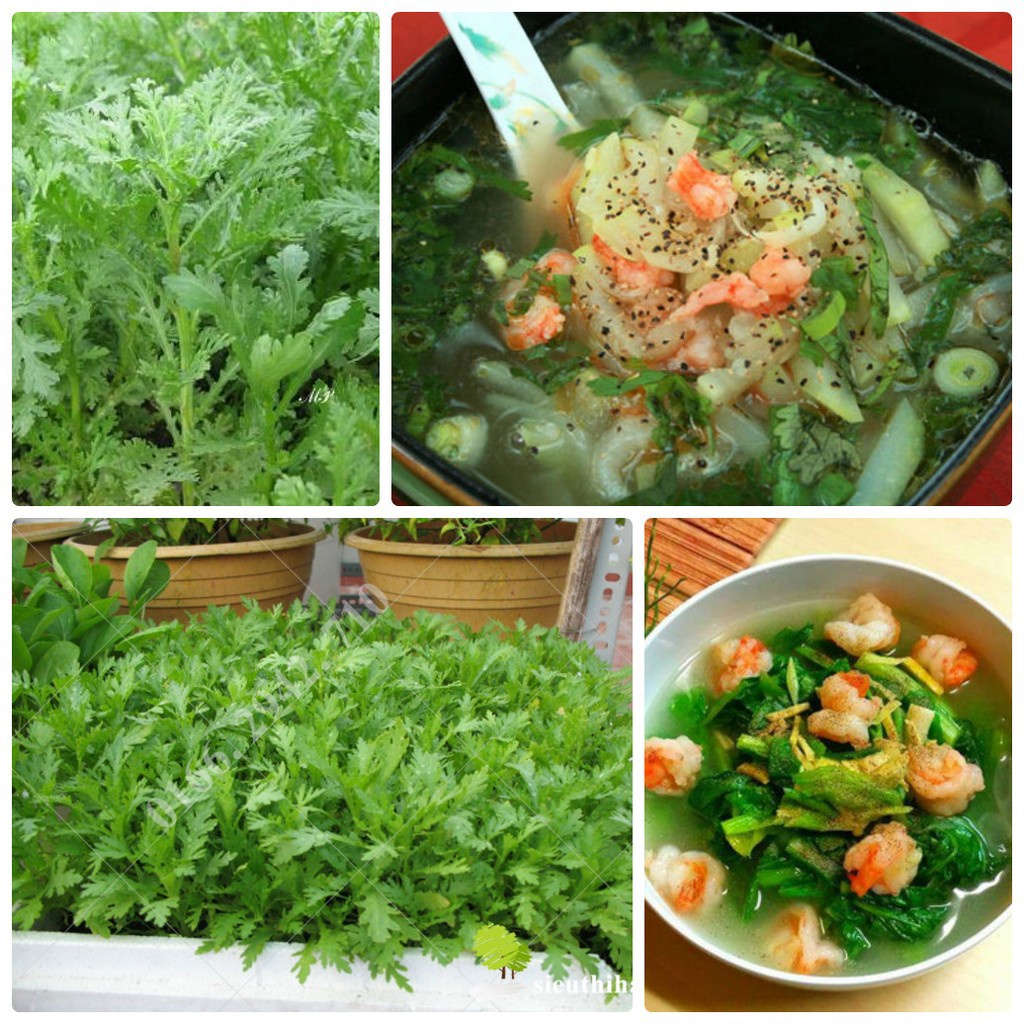 Hạt Giống Rau Cải Cúc, Cải Cúc Tẻ Chân Lùn Lá Sẻ Dễ Trồng, Năng Suất Cao -Gói 20g