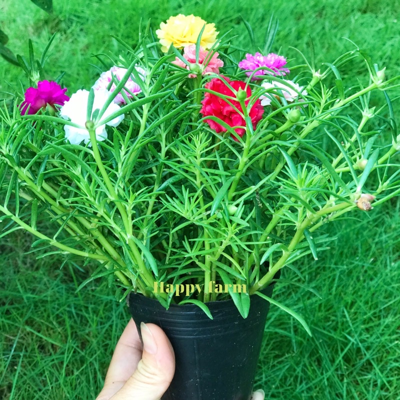 Chậu hoa mười giờ nhiều màu