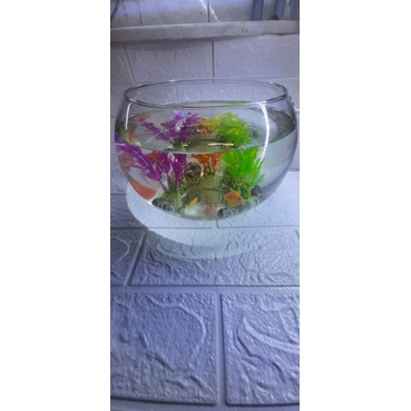 Chậu Thủy Tinh Nuôi Ốc Mượn Hồn Tặng Cát+Cây Ngẫu Nhiên