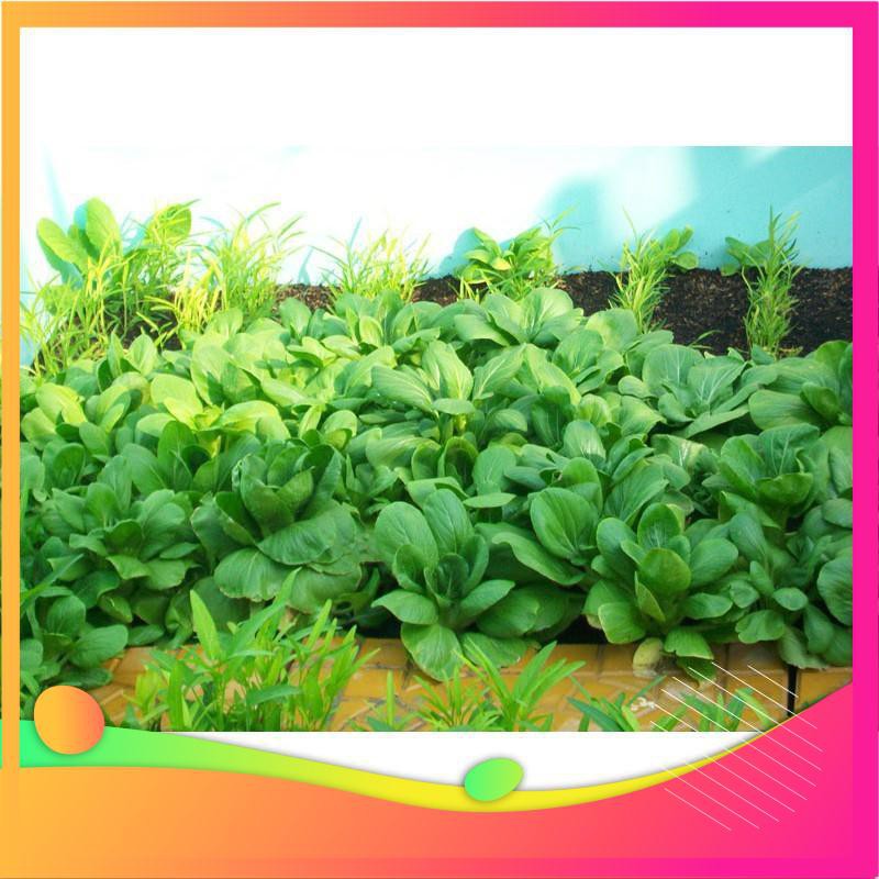 Hạt Giống Cải Chít - 100 Hạt  VIETGAR