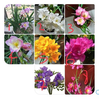 củ LAN NAM PHI THƠM CÁNH KÉP-CỦ GIỐNG
