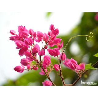 Hạt giống Hoa ty gôn
