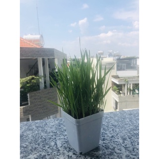 Cỏ mèo tươi dành cho chó mèo trồng sẵn ship hoả tốc