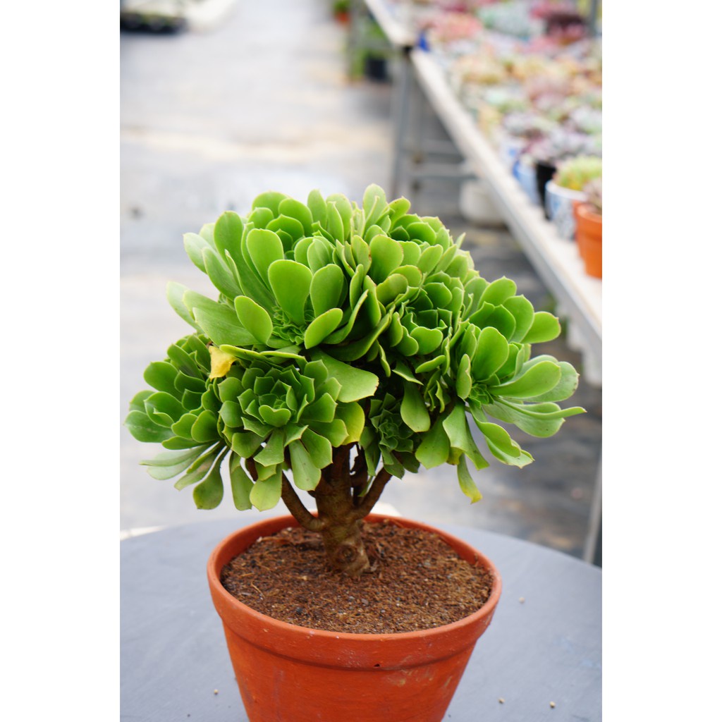 Sen đá Aeonium Xanh Gốc thụ 20cm -  Dễ trồng, khỏe -  thuần khí hậu Đà Lạt