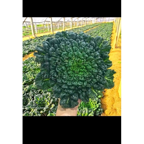 150H cải hoa hồng f1