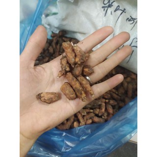 set 5 củ hoa  me chua đất lá tím ( củ hoa bướm đêm)