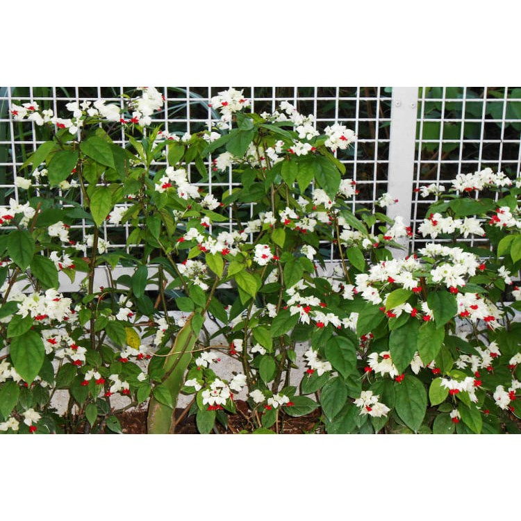 Cây dây leo hoa Ngọc Nữ hoa màu trắng - Chiều cao 30-40cm - Trang Flowers