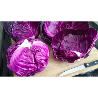 hạt giống bắp cải tím