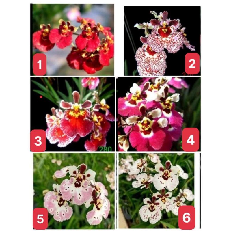 Lan Vũ nữ bút chì cây giống