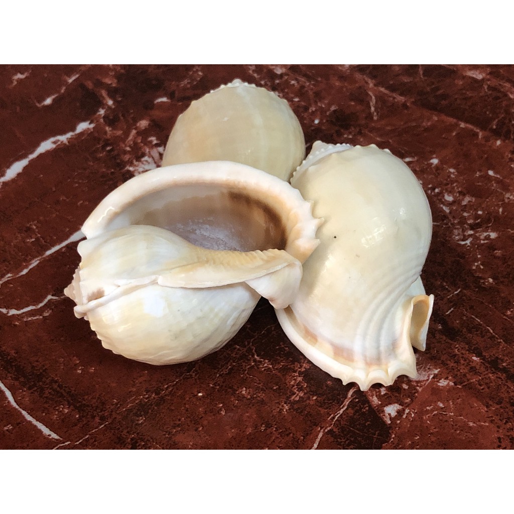 VỎ ỐC TỎI ĐẸP GIÁ RẺ / VỎ ỐC TRANG TRÍ/ VỎ ỐC MƯỢN HỒN