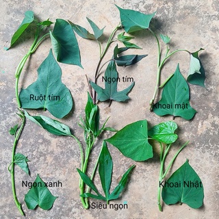 (100% ngọn rễ trần) Cây giống khoai lang Nhật, Tím, siêu ngọn và khoai Mật